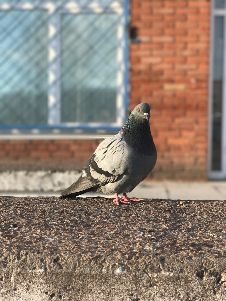 street bird