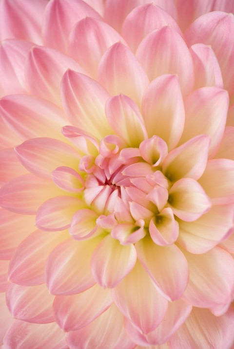 petal, dahlia桌布