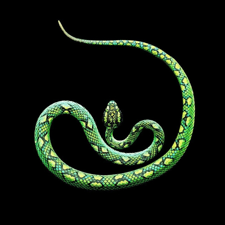 snake