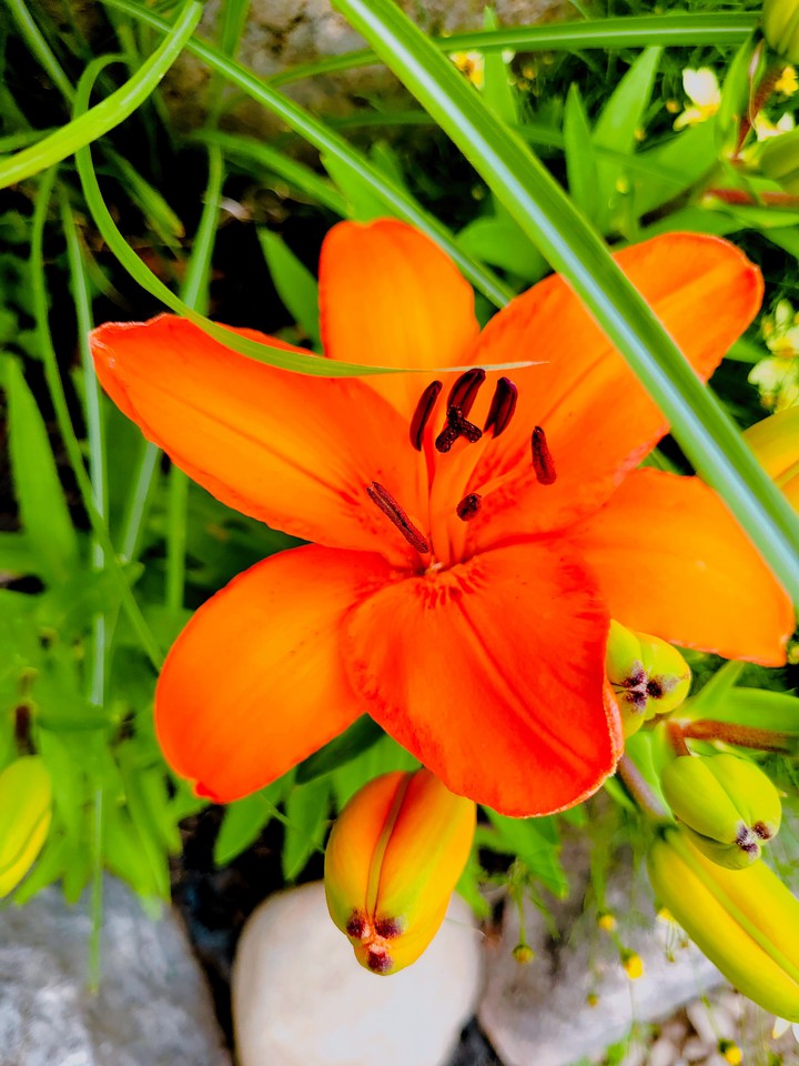 lily
