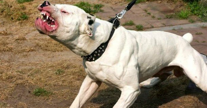 my  dog