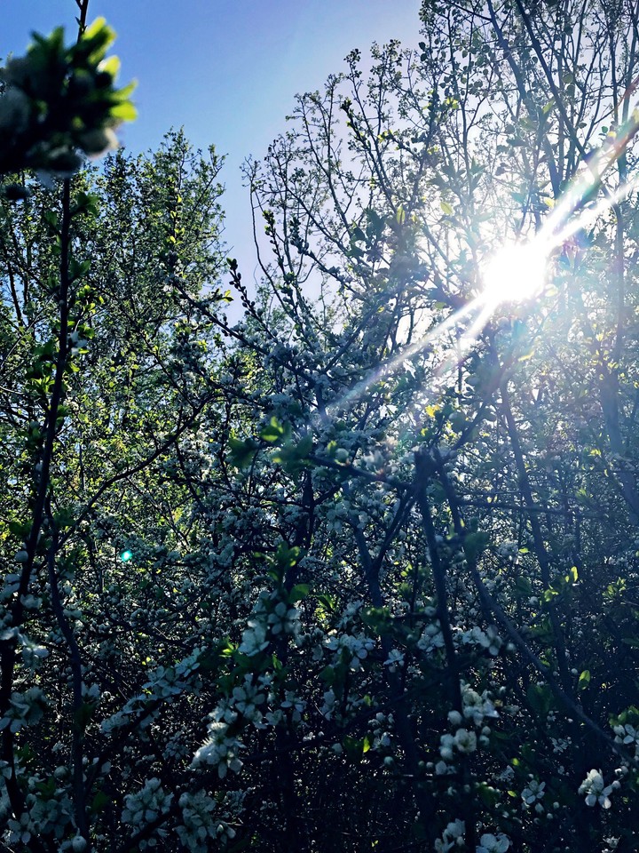 Spring