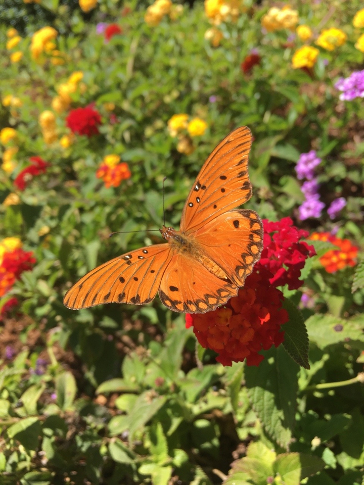 nature