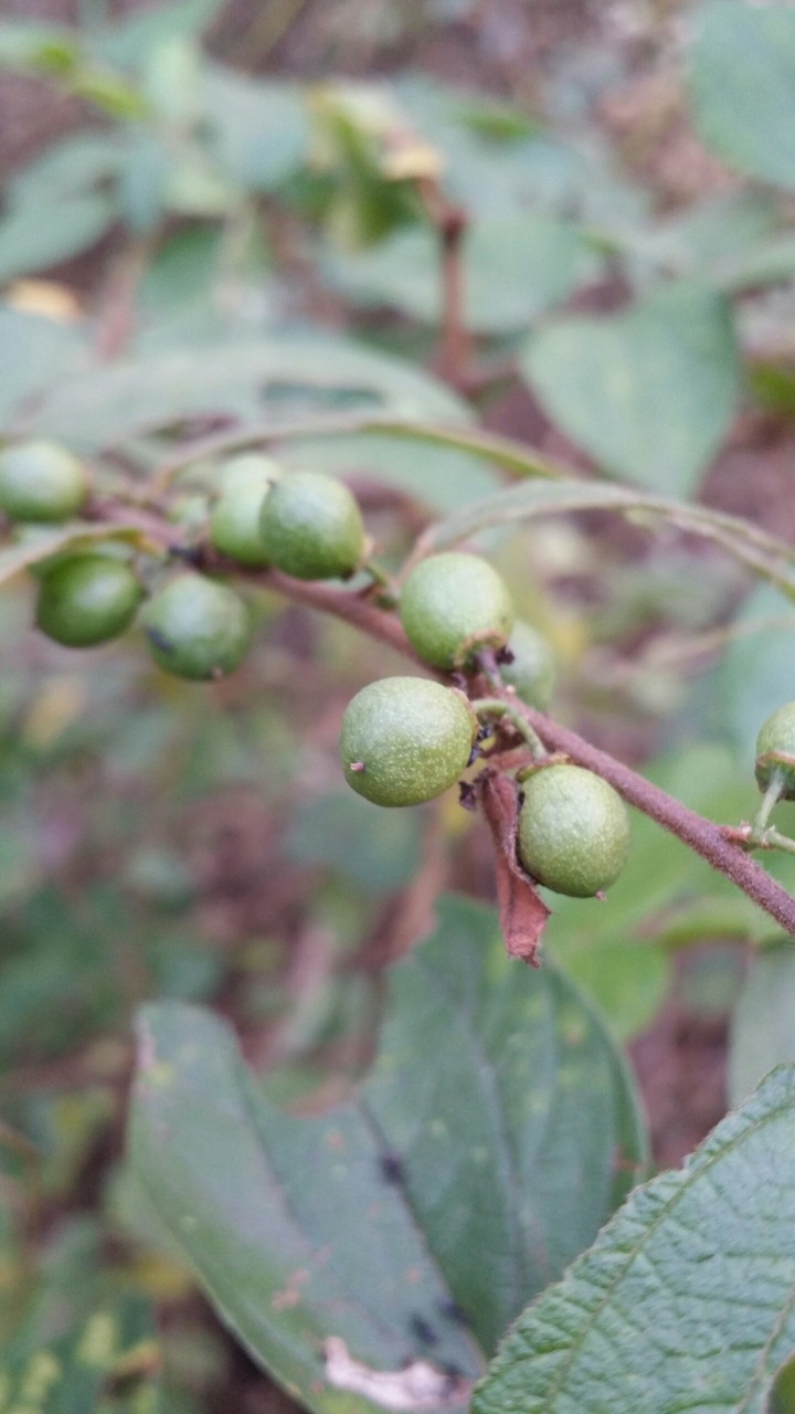 Fruits of the spirit
