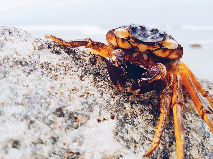 #Crab