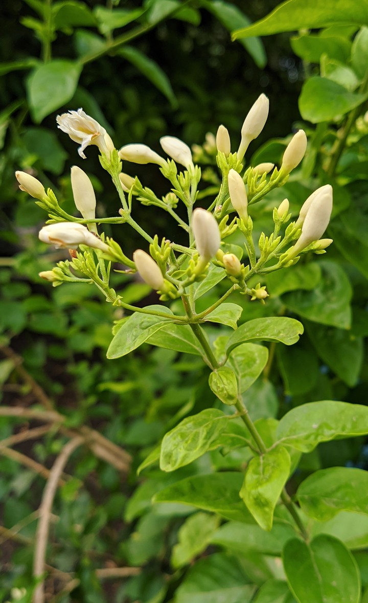 Plants