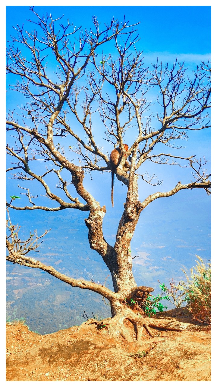 monkey