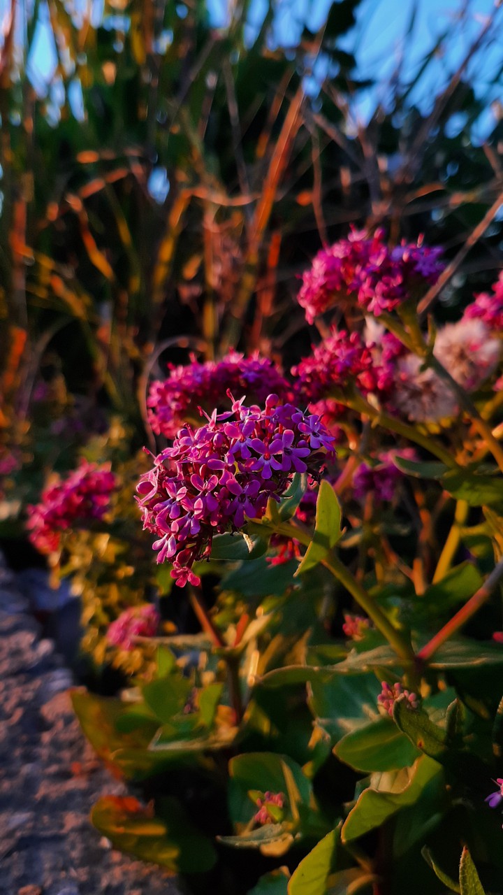 Flowers under sundown rays