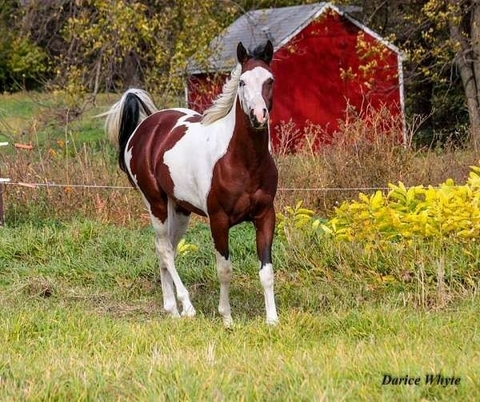 All The Pretty Horses 7