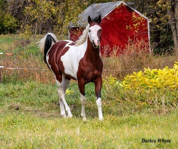 All The Pretty Horses 7