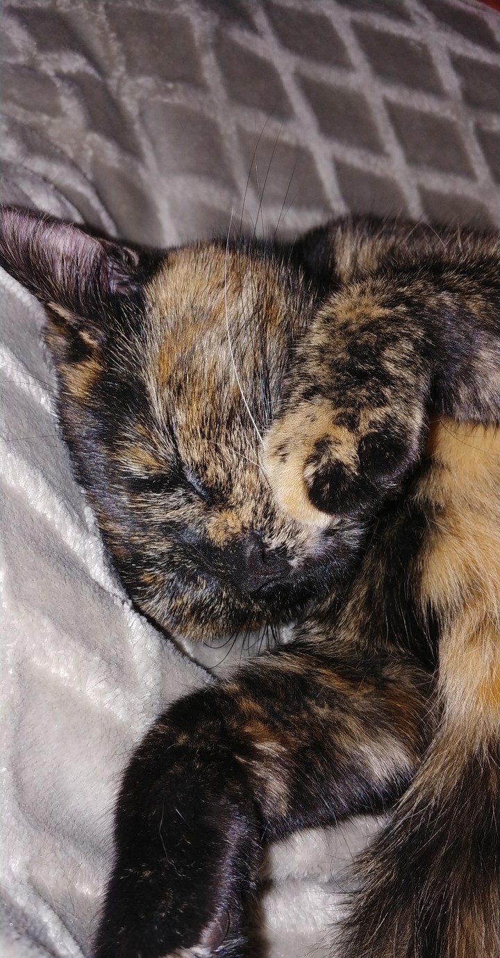 Nutmeg