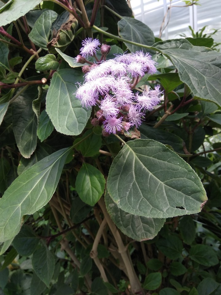 wild flowers