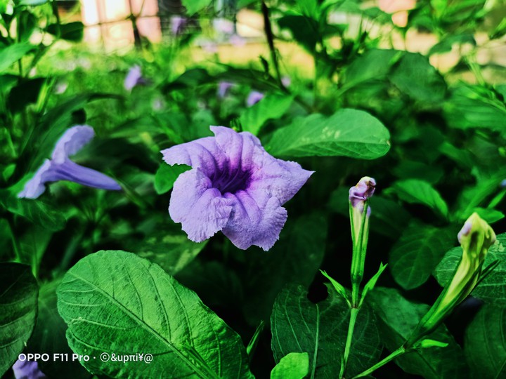 flower