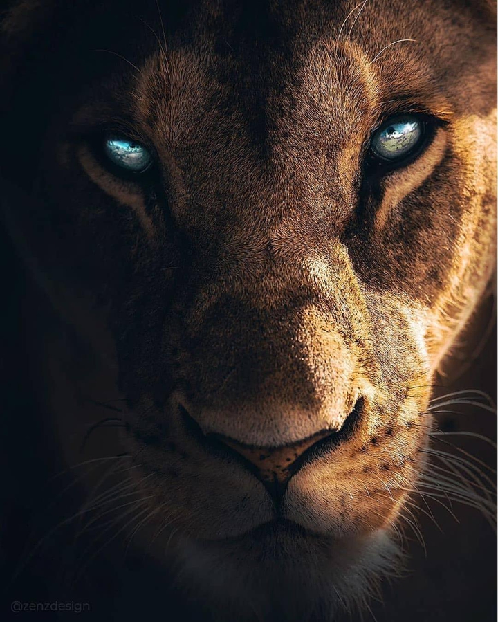 lion