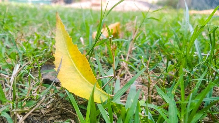 leaf