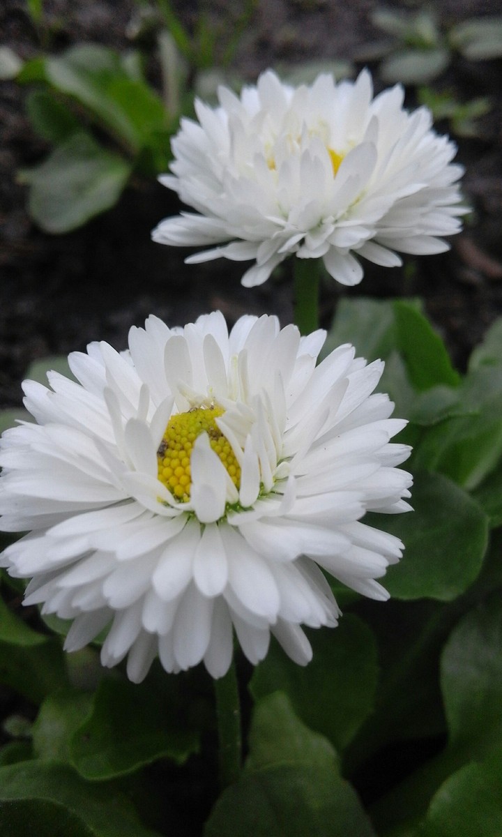 beautiful flower