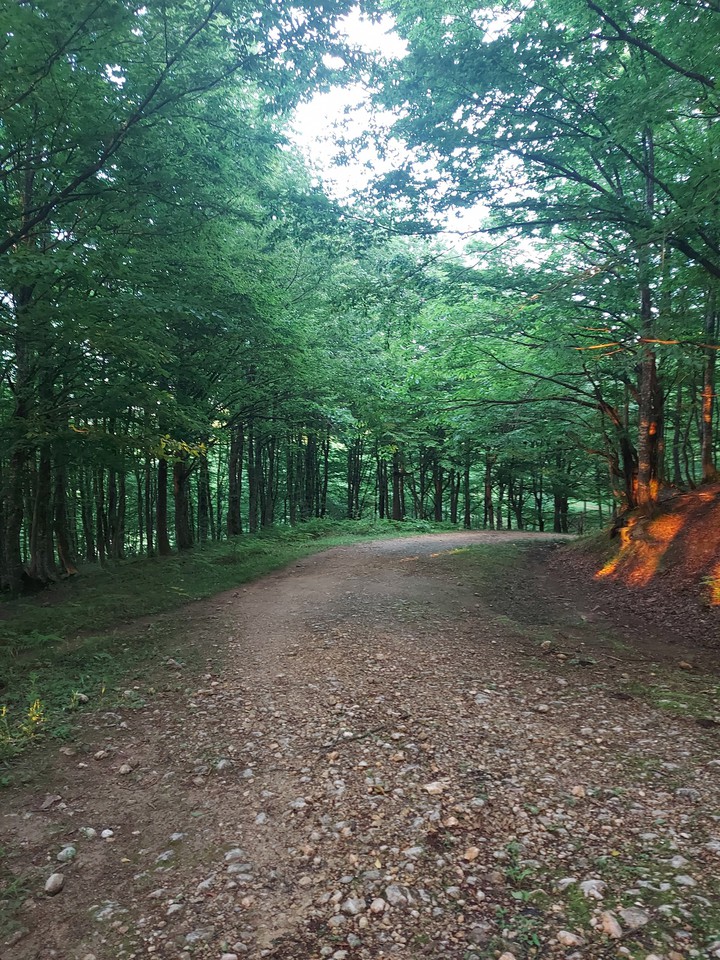 Forest
