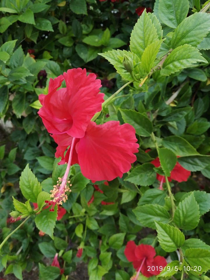 hibiscus
