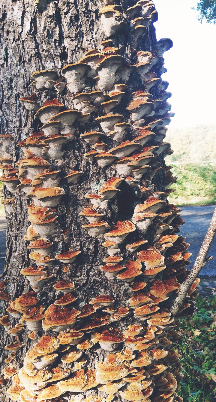 fairy benches