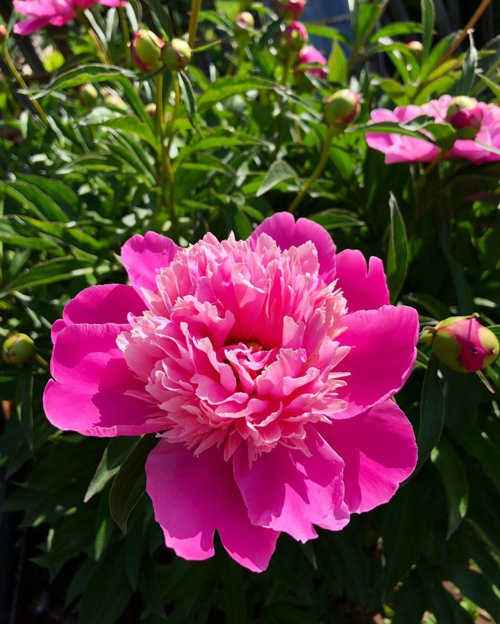 Peony