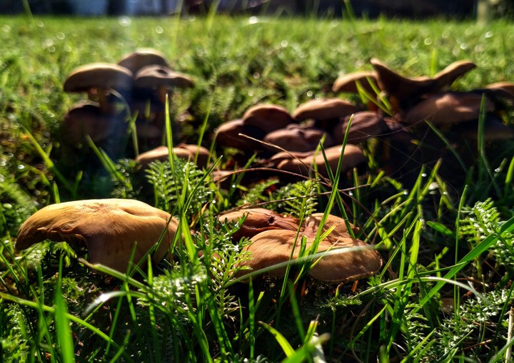 Mushrooms
