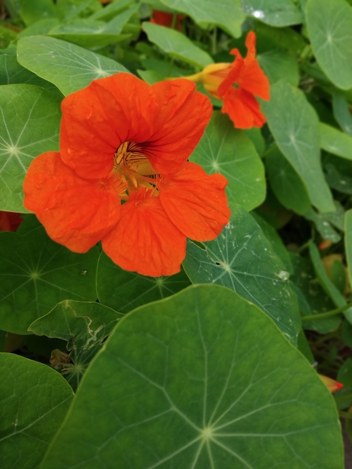 flower