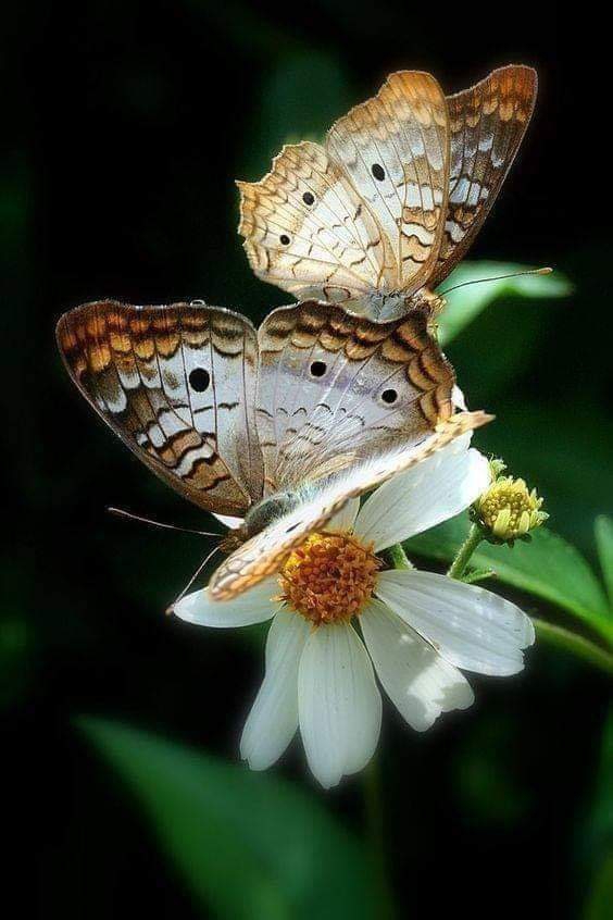 Bauterfly