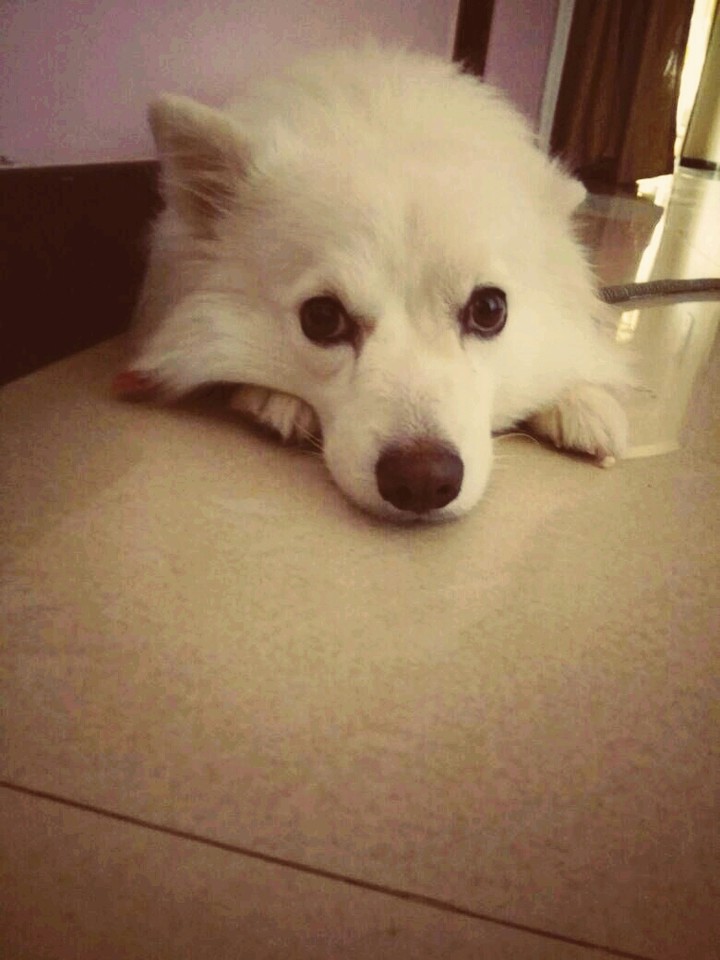 dog