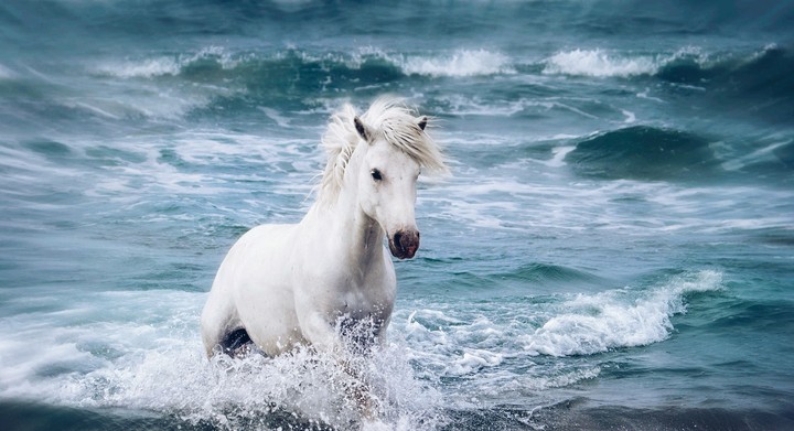 Horse