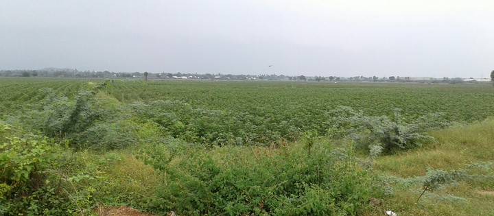 greenery