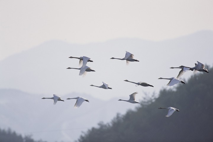 Birds