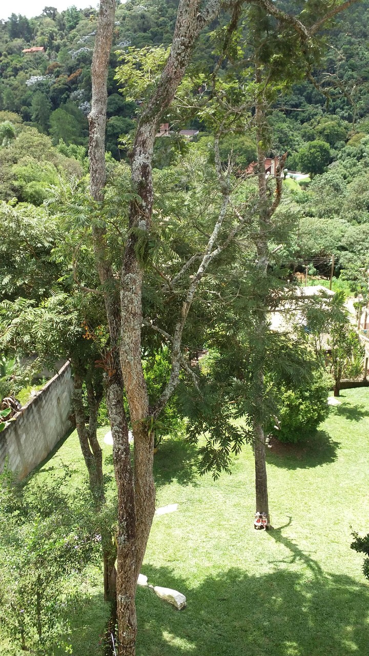 Árvore, verde, folhas, tudo isso é um bem para nossa saúde