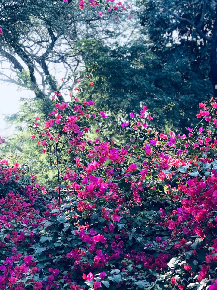 ? blossom