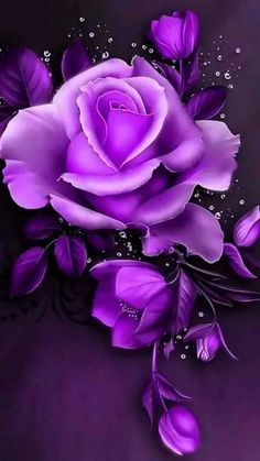 purple rose