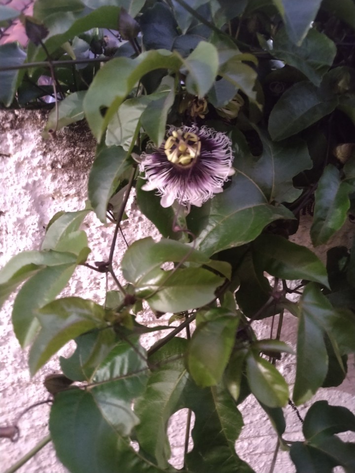 flor do maracujá