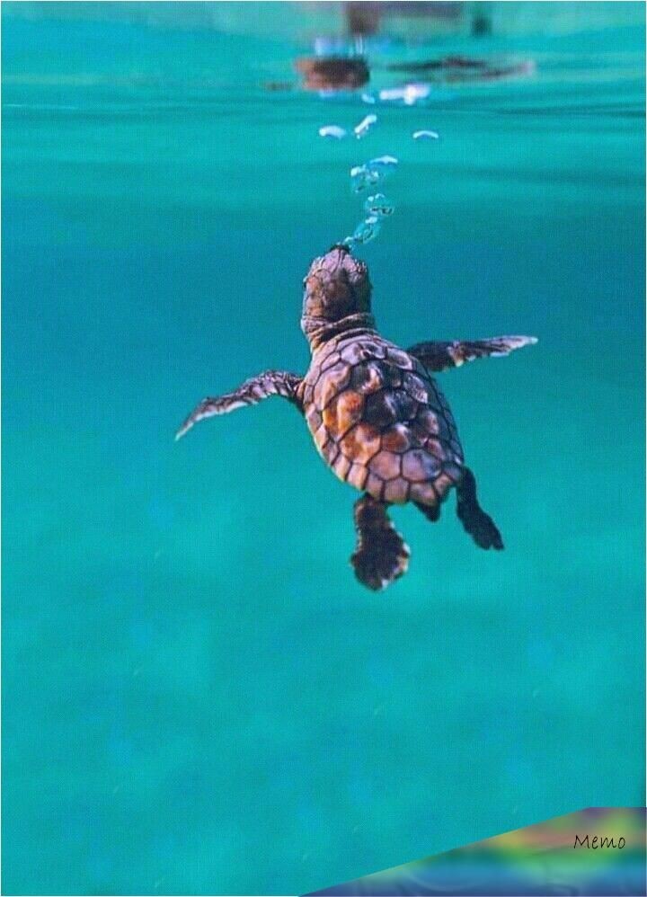 Going for a morning swim