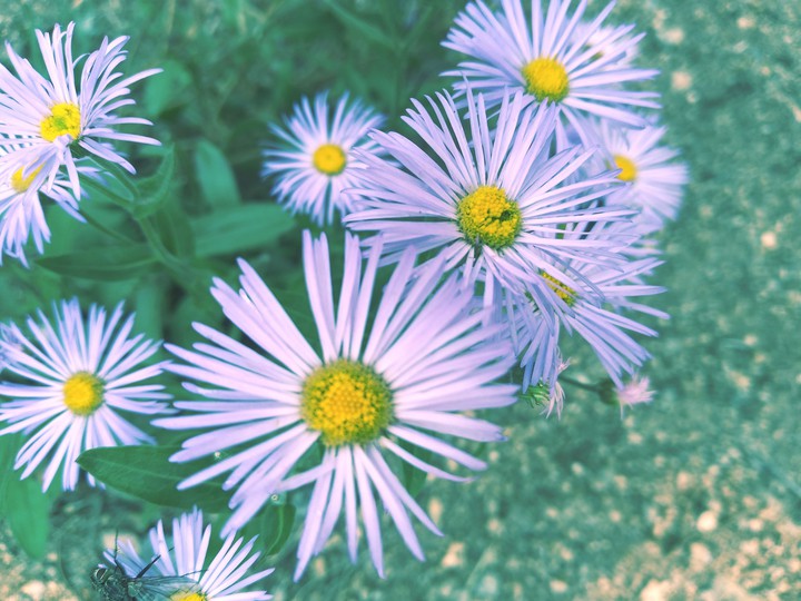 Colorado Color