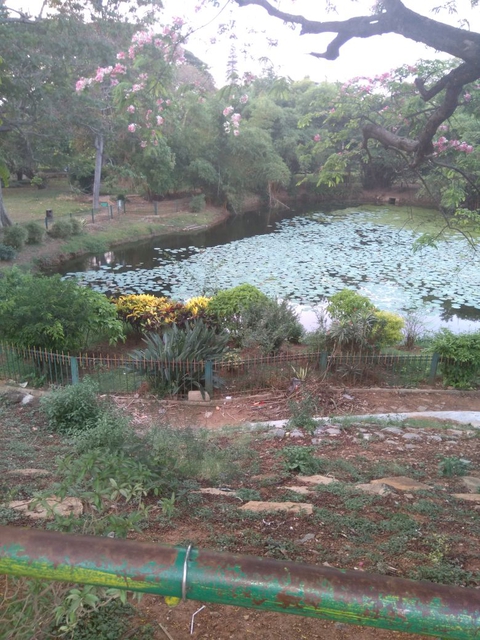 garden with pond