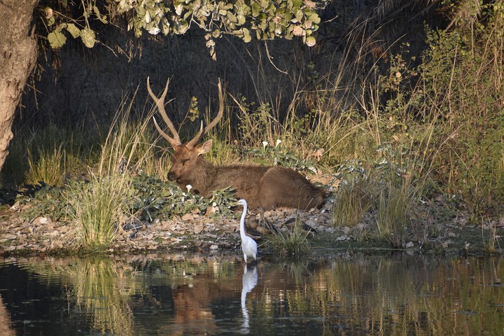 wildlife