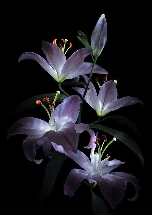 lilium