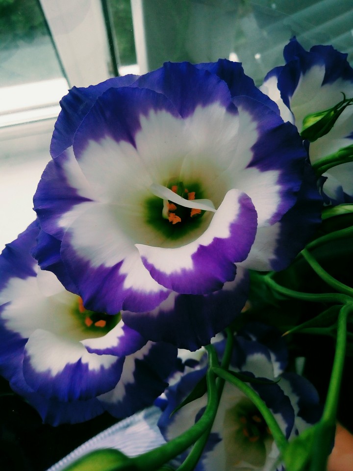 flowers