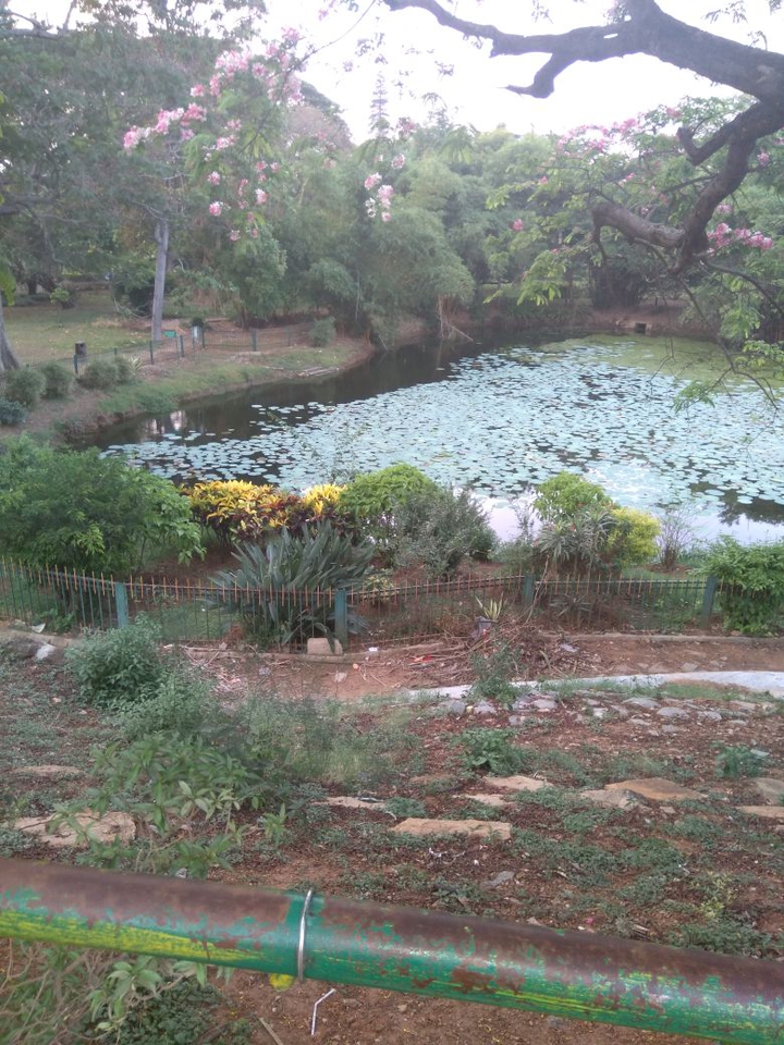 garden with pond