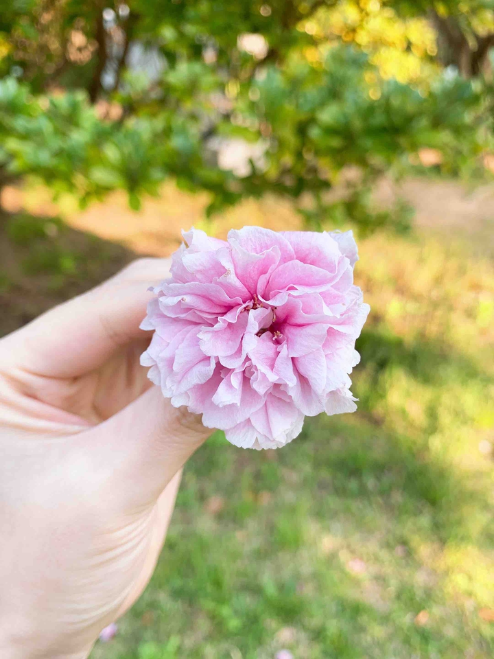 flower