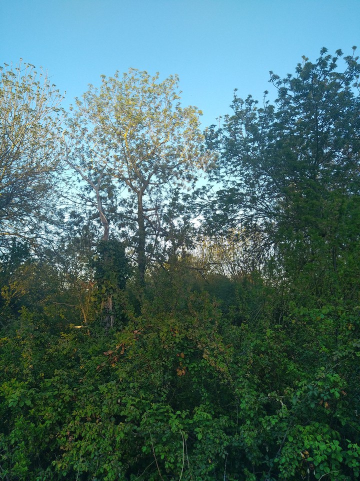 verdure de printemps (Spring greenery)