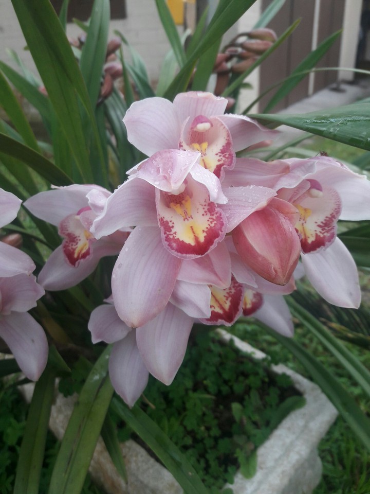 orquídea cymbindium