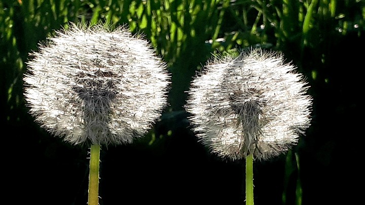 dandelions