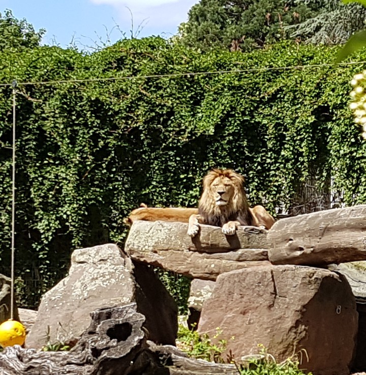 könig