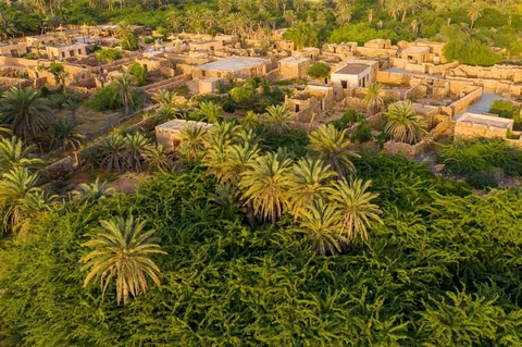 agriculture, cycad háttérképek