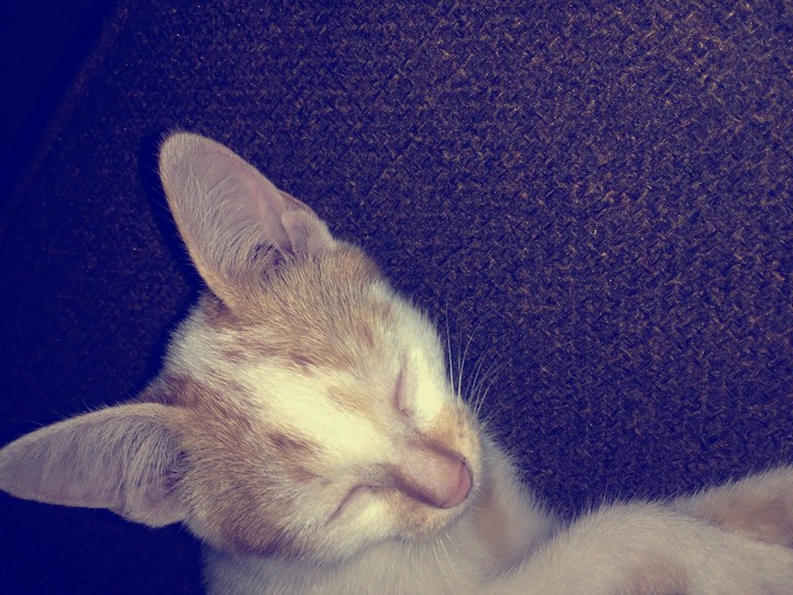 My Little Momo