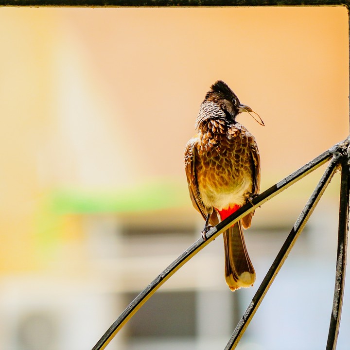 bird